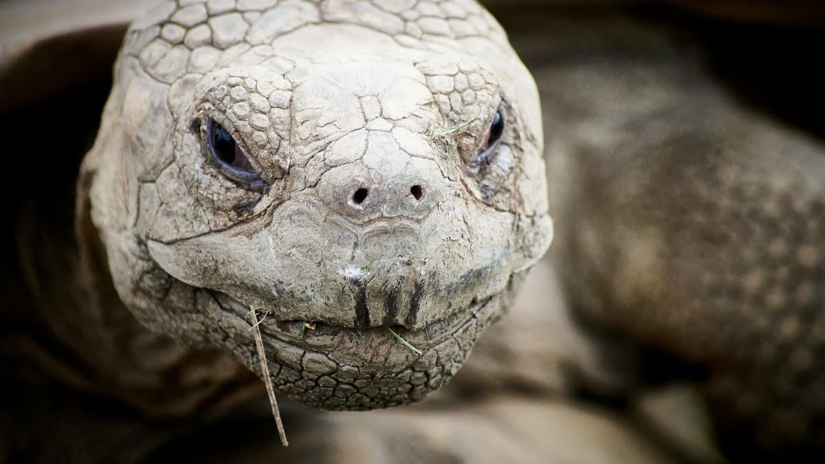 Detailed close-up image of an African spurred tortoise with textured skin, perfect for nature enthusiasts.