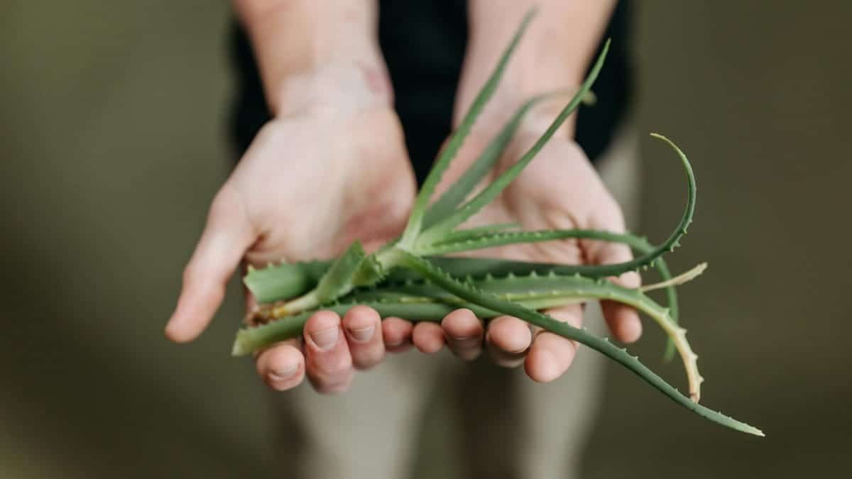 Close-up of hands gently holding a fresh aloe vera plant with a green background.