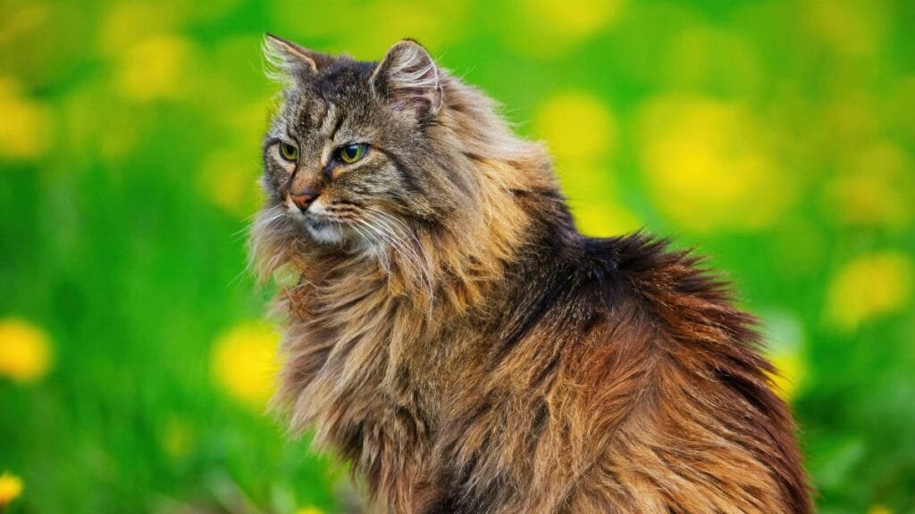A beautiful Norwegian Forest Cat posing gracefully amidst a lush spring garden with yellow flowers and green grass.