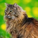 A beautiful Norwegian Forest Cat posing gracefully amidst a lush spring garden with yellow flowers and green grass.