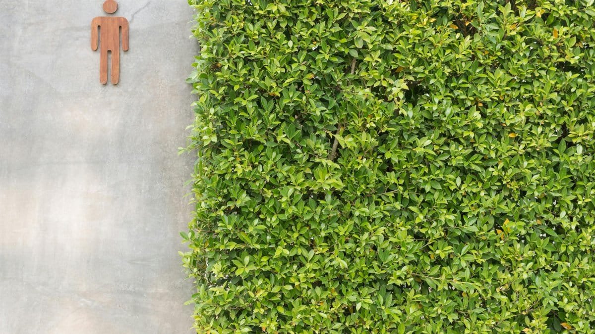 A green leaf wall and concrete with a male icon toilet sign outdoors.