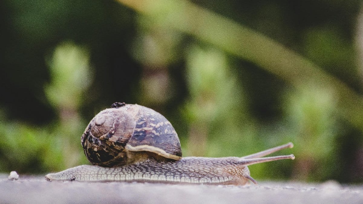 A detailed shot of a snail with a patterned shell moving slowly outdoors.