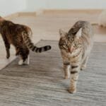 Multiple domestic cats, including tabbies, walking on a rug indoors. Animal photography of pets.