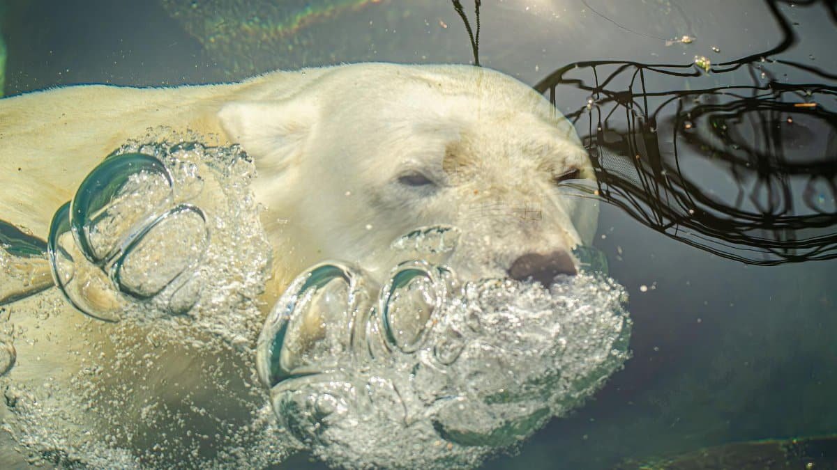 A polar bear swims gracefully underwater, exhaling bubbles in clear water.