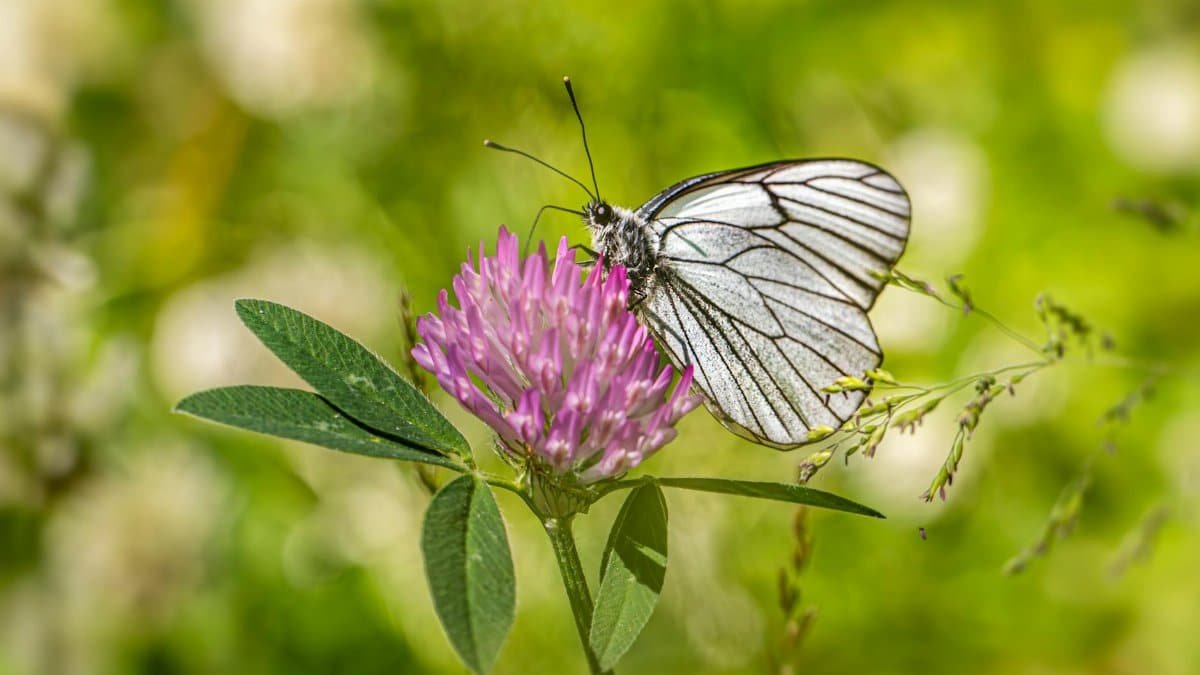 Close-up of a white butterfly perched on a pink clover flower in a sunlit garden.
