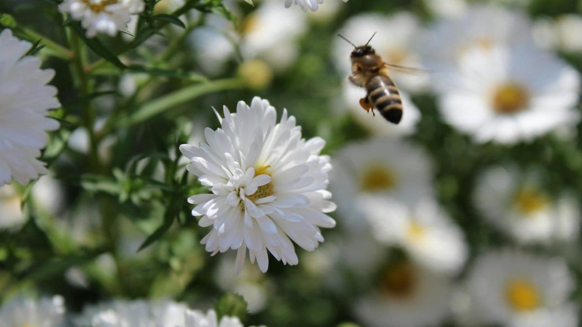 Close-up of a bee pollinating white flowers, showcasing nature's beauty and biodiversity.