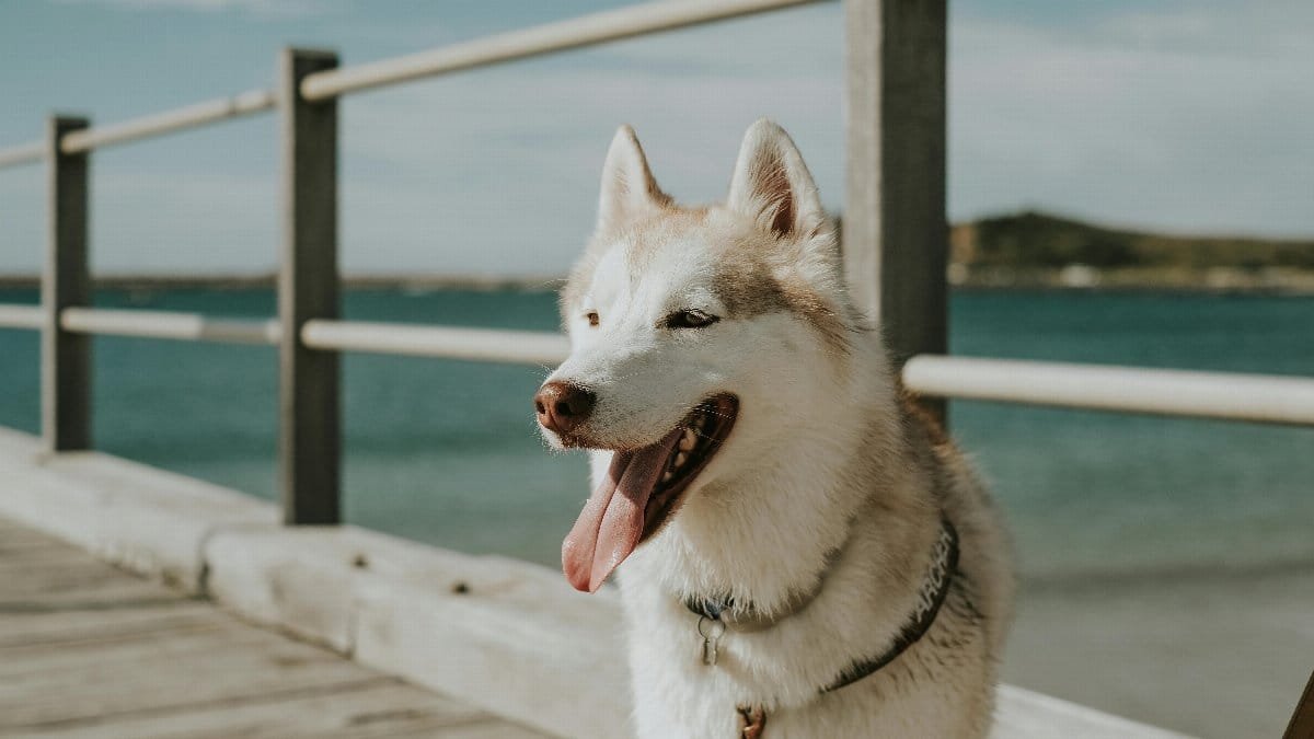 Siberian Husky enjoying a sunny day on the Coffs Harbour pier.
