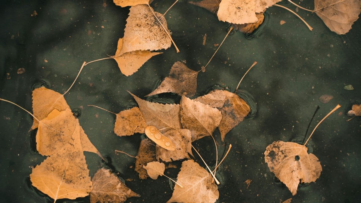 Dry leaves floating on a water surface, showcasing autumn textures and colors.