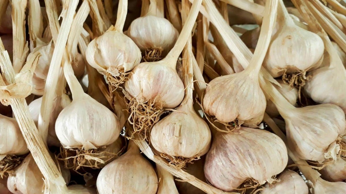 A close-up shot of fresh garlic bulbs with stems, ideal for cooking and healthy eating themes.