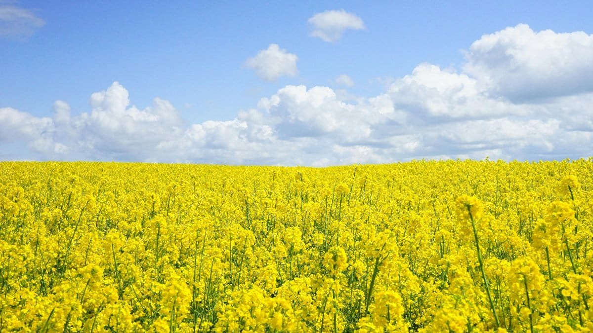 A vast field of blooming yellow mustard flowers under a bright blue sky, perfect for nature themes.