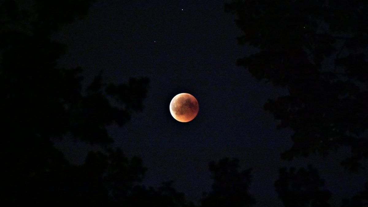 Captivating lunar eclipse with a blood moon silhouetted by trees against the starry night sky.