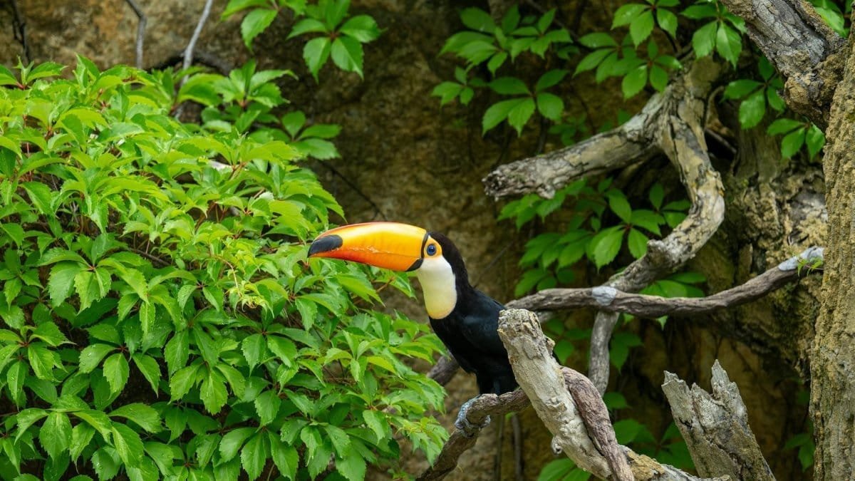 Vibrant toucan perched on tree branches surrounded by dense green foliage.