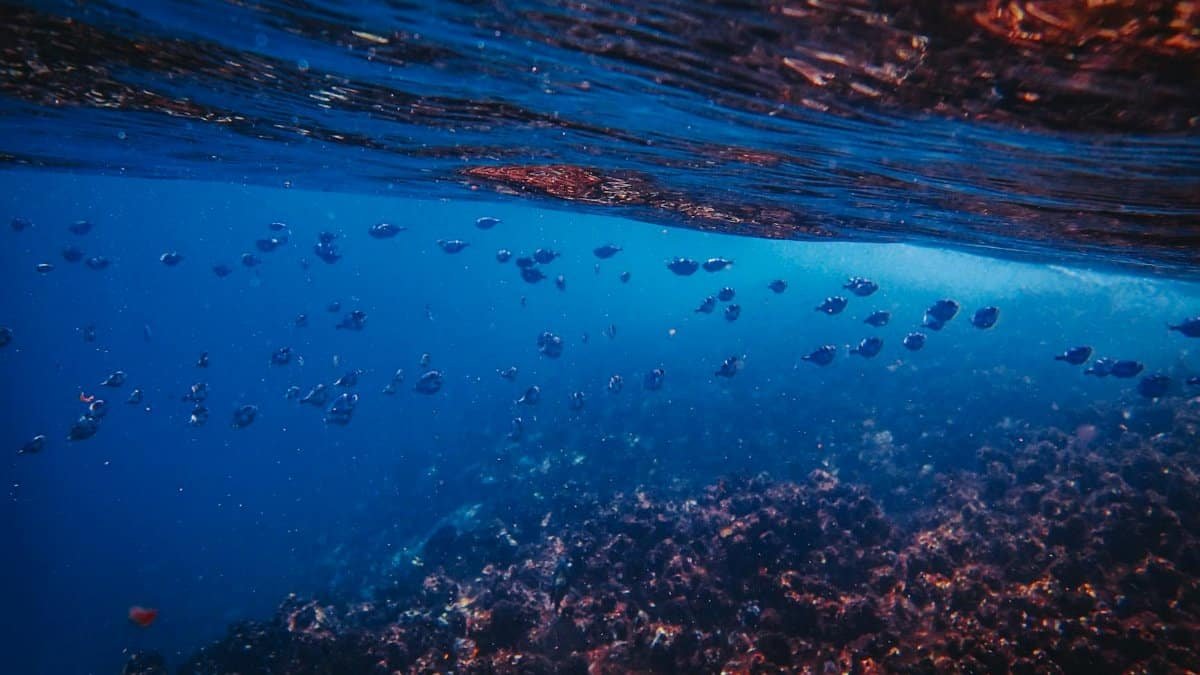 Explore a vibrant underwater scene featuring corals and a school of fish in a colorful ocean landscape.