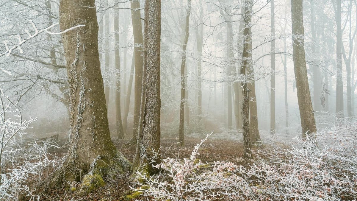A serene winter scene of a frosty forest engulfed in morning mist, capturing the essence of nature's beauty.