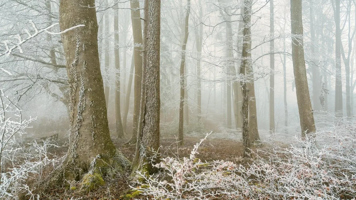 A serene winter scene of a frosty forest engulfed in morning mist, capturing the essence of nature's beauty.