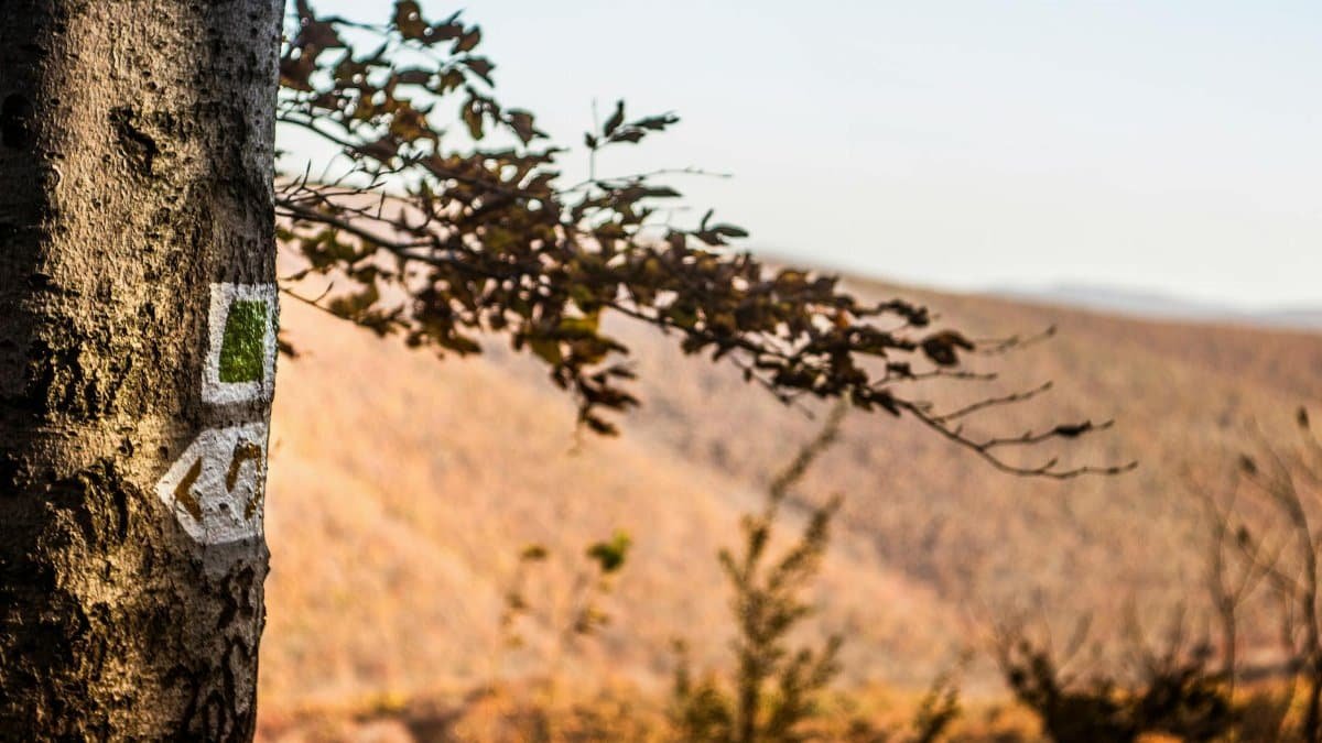 Autumn forest landscape with tree marking in Hungary, Pilisszentkereszt.