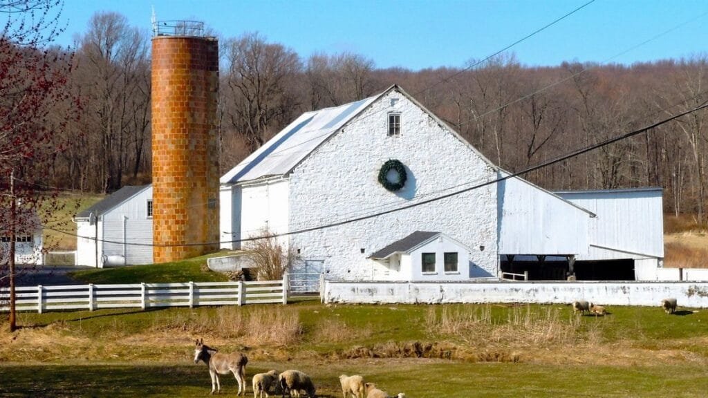 donkey,  sheep,  farm,  pennsylvania,  barn,  buildings,  forest,  trees,  field,  meadow,  rural,  rustic,  country,  countryside,  nature,  outside,  pennsylvania,  pennsylvania,  pennsylvania,  pennsylvania,  pennsylvania,  barn