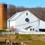 donkey,  sheep,  farm,  pennsylvania,  barn,  buildings,  forest,  trees,  field,  meadow,  rural,  rustic,  country,  countryside,  nature,  outside,  pennsylvania,  pennsylvania,  pennsylvania,  pennsylvania,  pennsylvania,  barn