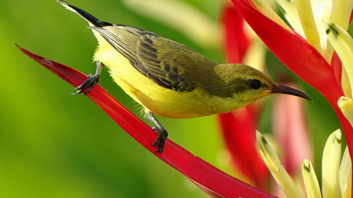 Close-up of an olive-backed sunbird perched on colorful tropical flowers outdoors.