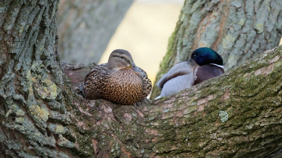 ducks, peer, pliable, relaxing, tree, trunk, naturally, nature, bark, moss
