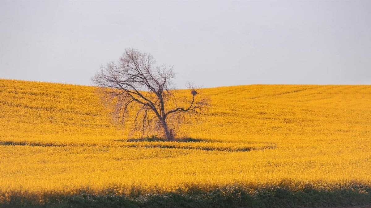 A lone tree stands in a vivid yellow canola field, showcasing nature's beauty.