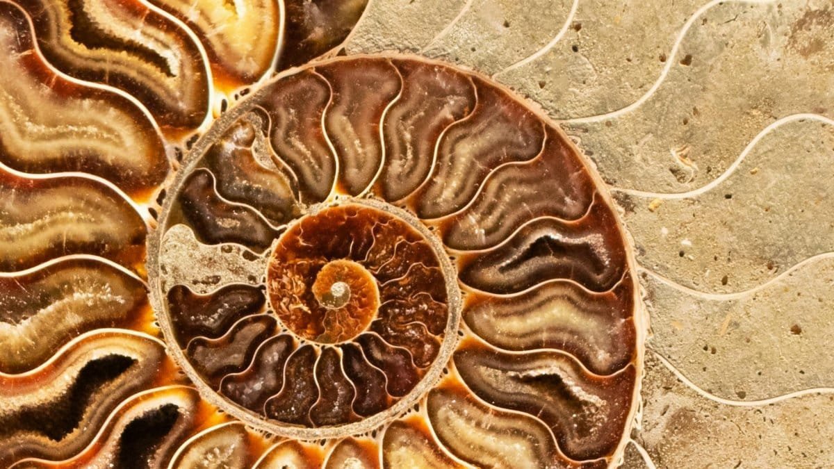 Detailed view of a fossilized ammonite shell showcasing intricate spiral patterns and textures.