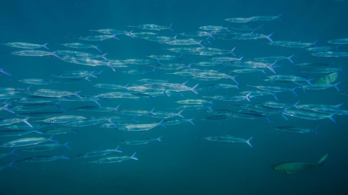 A captivating image of a large school of fish swimming underwater in Hawaii's clear ocean waters.