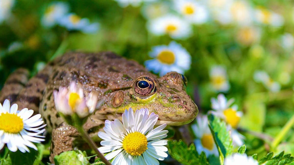 frog with chamomile flower