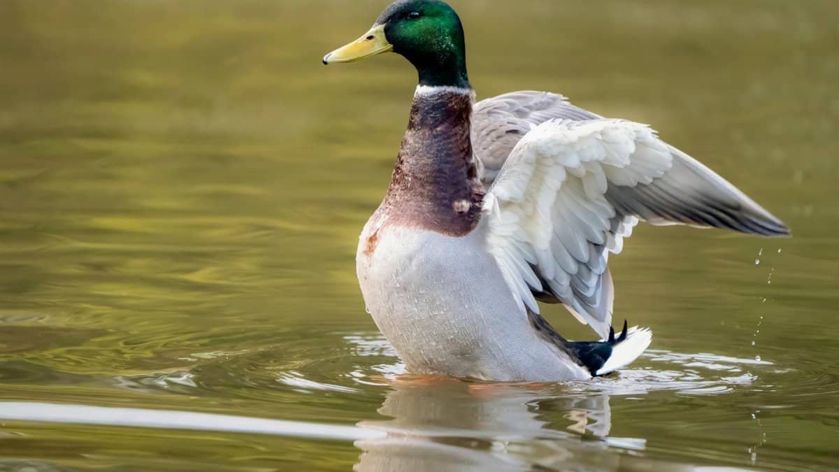 A mallard duck with vibrant plumage spreading its wings on calm water, creating ripples.