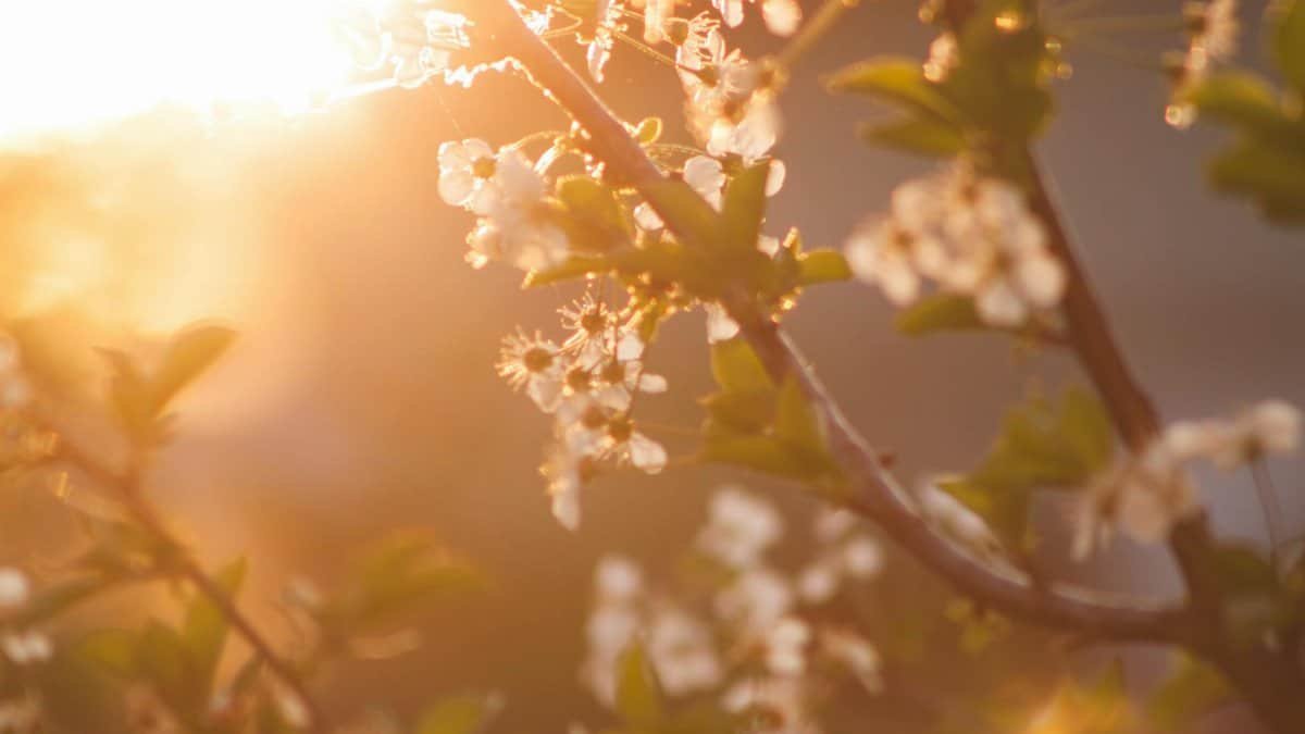 Beautiful cherry blossoms glowing in the warm light of a spring sunset, evoking serenity and renewal.