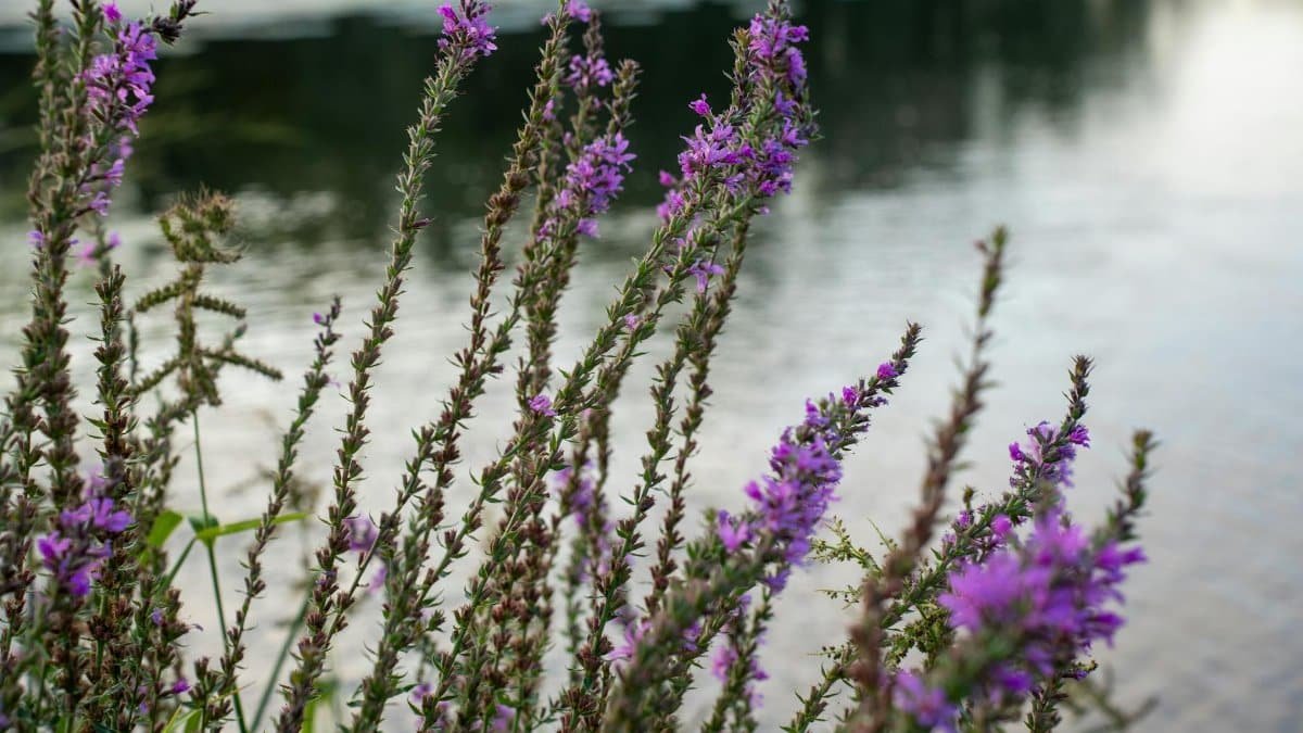 Purple loosestrife flowers bloom beside a serene lakeside in Wabasha, Minnesota.