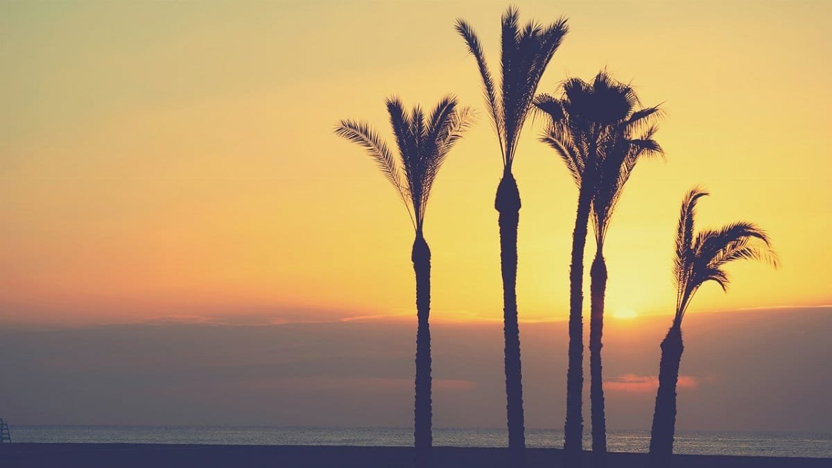dawn, beach, sun, palms, sky, clouds, nature, serena, costa
