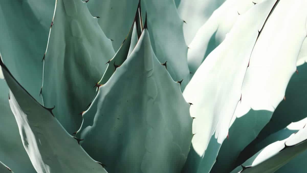 Detailed macro shot of an agave plant with sharp turquoise leaves and spines.