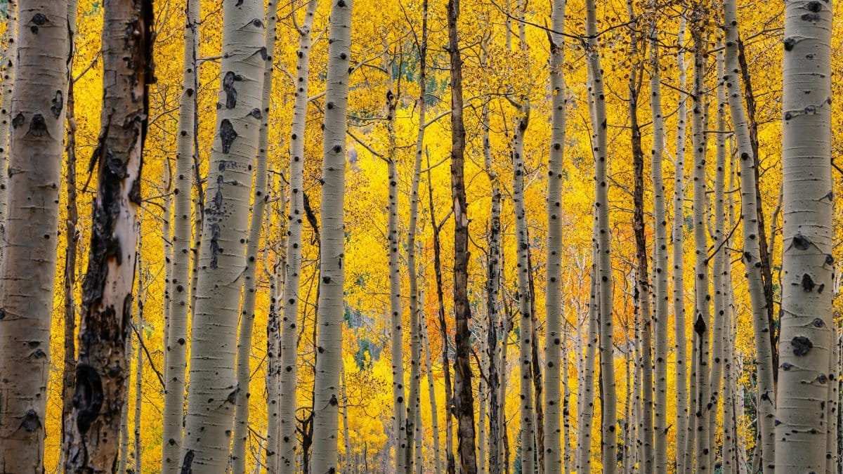 Stunning view of golden aspens in Colorado's autumn forest.