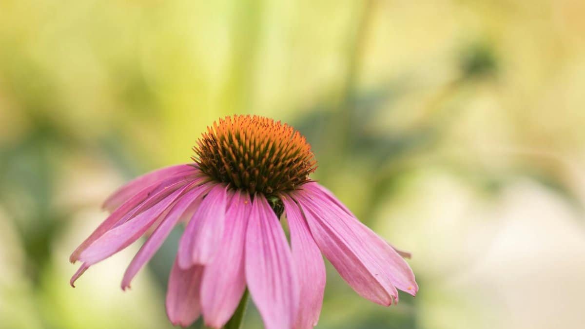 Vibrant pink echinacea flower captured in natural light, showcasing its intricate petals and vibrant color.