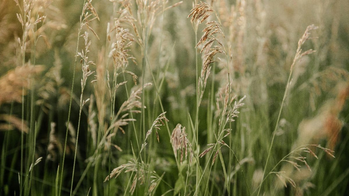 Tall grass sways gently in the wind, capturing the essence of nature's tranquility in the countryside.