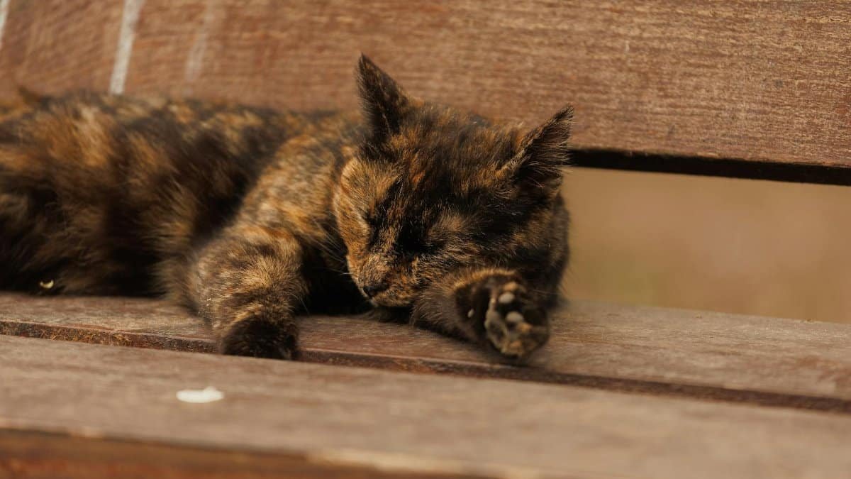 A tortoiseshell cat is sleeping soundly on a wooden bench outdoors, capturing a serene summer day.