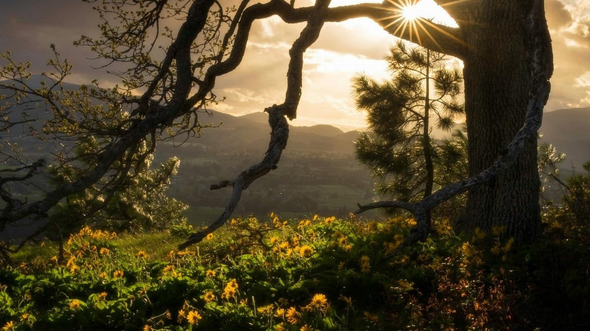 A picturesque view of the sunset through trees over a flowering meadow in Hood River, Oregon.
