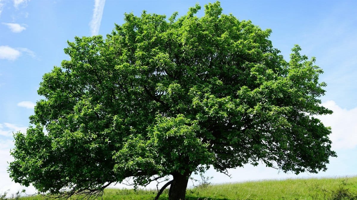 tree, nature, single, randecker maar, real whitebeam, sorbus aria, whitebeam, sorbus, roses, rosaceae, big, idyll, natural wonders