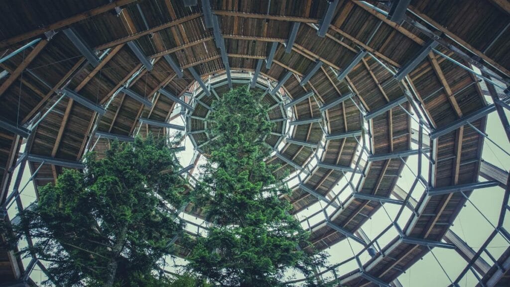 A wooden spiral architecture envelops tall evergreen trees showcasing harmony between nature and design.