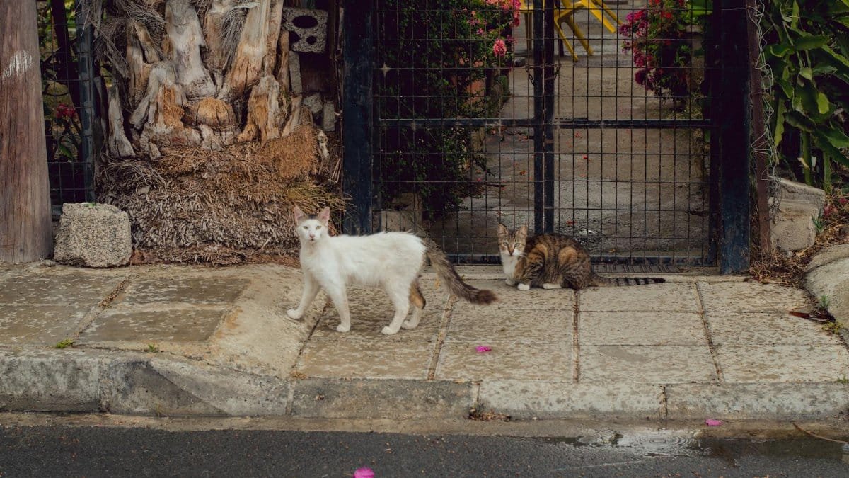 Two domestic cats lounging on a sidewalk in front of a gate surrounded by greenery.