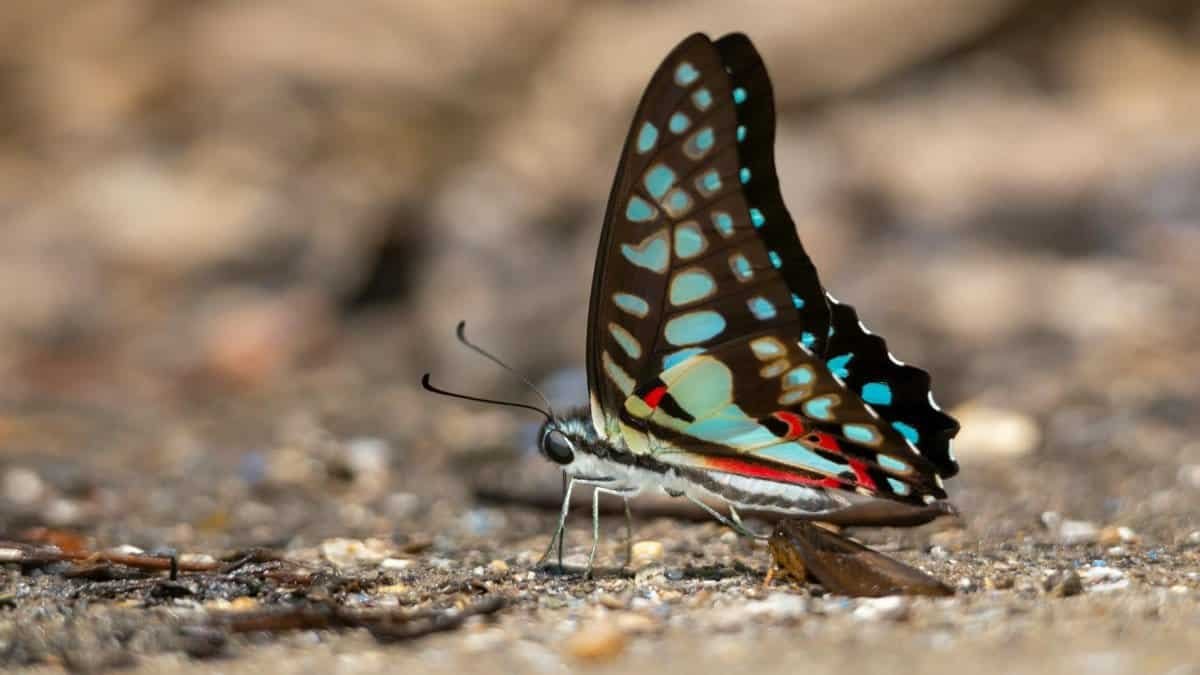 Close-up of a vibrant Common Jay butterfly resting on the ground in Ao Nang, Thailand.