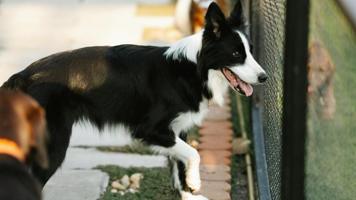 Curious dog with tongue out looking away on pathway against metal fence on sunny day