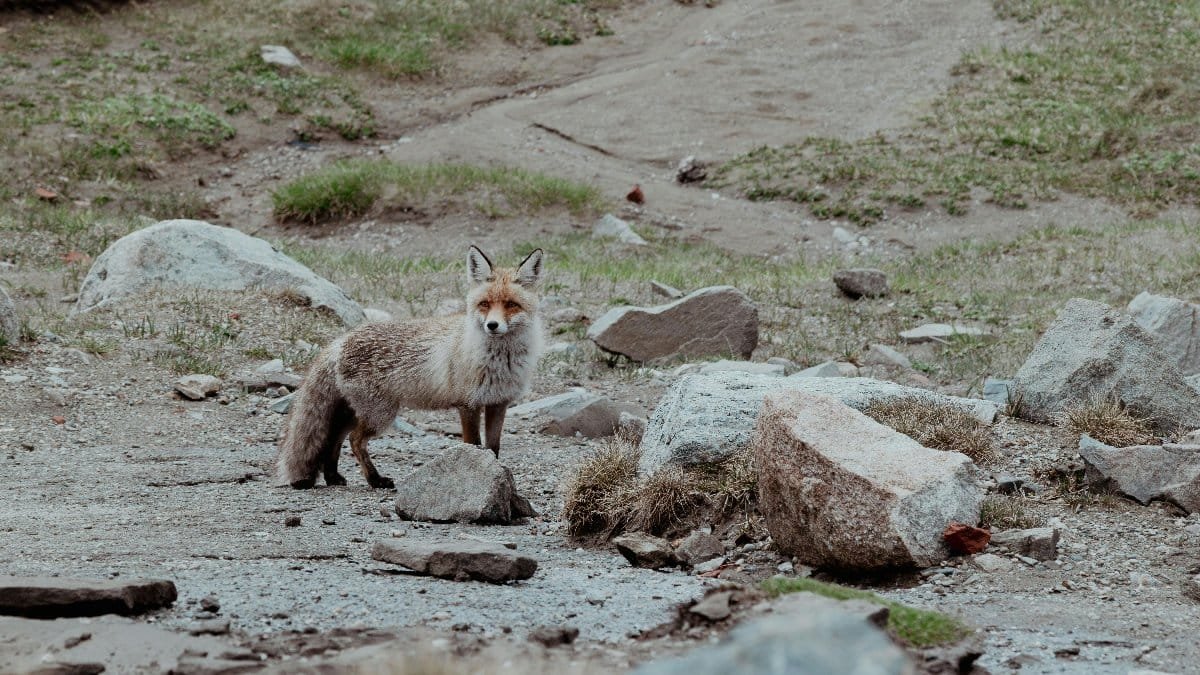 Captivating image of a red fox standing among rocks in the wild landscape of Bușteni, Romania.