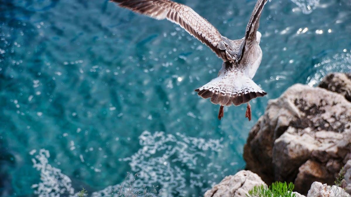 seagull, flight, fly, movement, freedom, nature, sea, ocean, bird, sky, wings, lake, plumage, rock, blue birds, seagull, seagull, seagull, movement, movement, movement, movement, movement