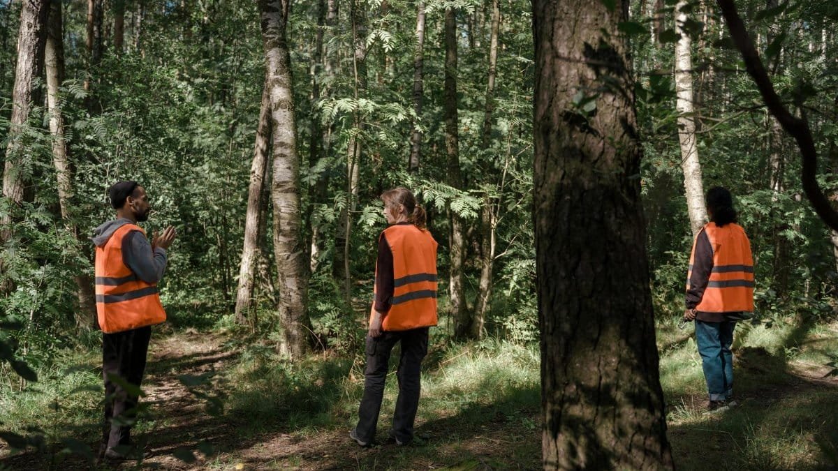 Three volunteers in orange safety vests search through a dense forest path during daylight.