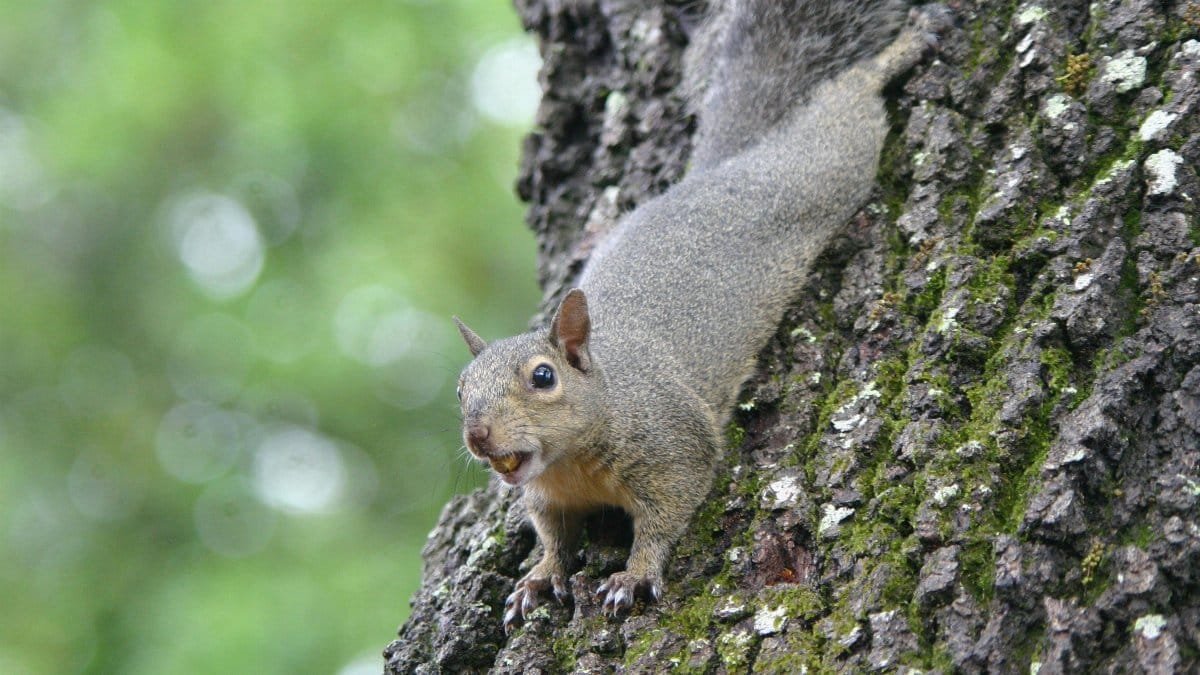 Curious Eastern Gray Squirrel climbs a tree in Kissimmee, Florida, showcasing its natural habitat. via Pexels
