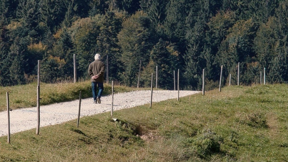 person, walk, park, nature, path, gravel road, meadow, trees, forest, person, person, person, person, person, walk, walk, park via Pixabay