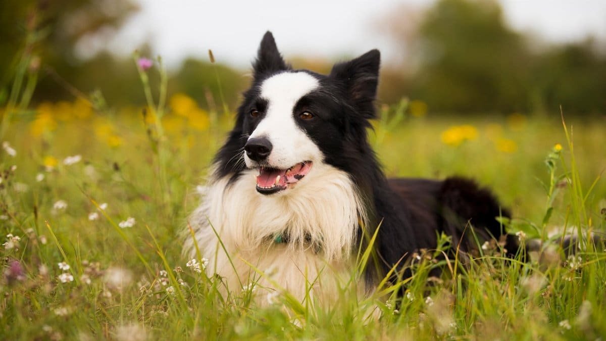 border collie, collie, dog, pet, canine, animal, lying, fur, snout, meadow, mammal, dog portrait, animal world, nature, border collie, border collie, border collie, border collie, border collie, dog