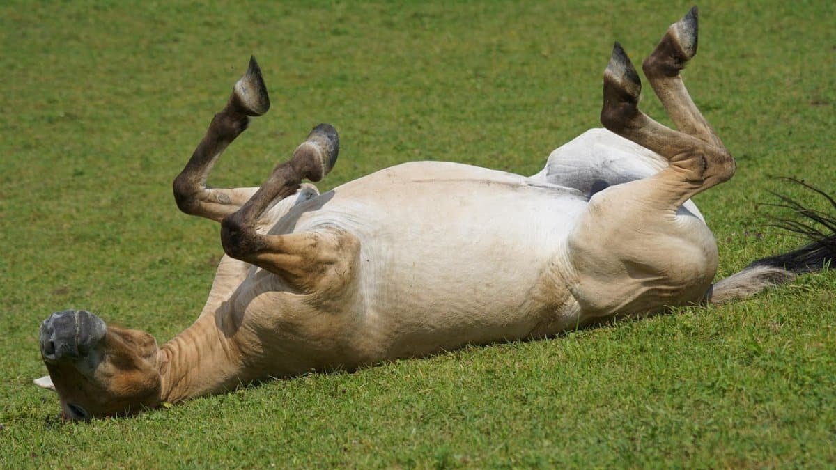 przewalski,  wild horse,  pasture,  rolling,  feel good,  mammal,  equus ferus przewalskii,  rolling,  rolling,  feel good,  feel good,  feel good,  feel good,  feel good